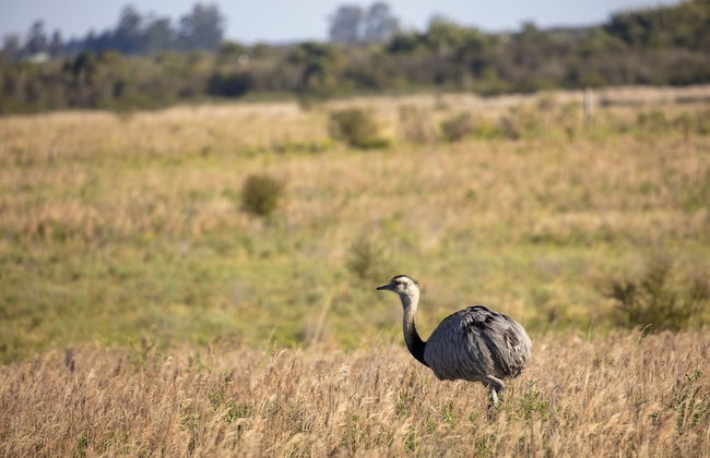 Estancia San Agustín - Foto 10