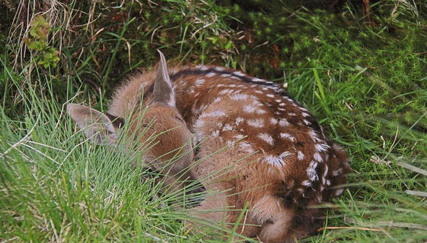 Excursión a Wicklow y Glendalough - Foto 3