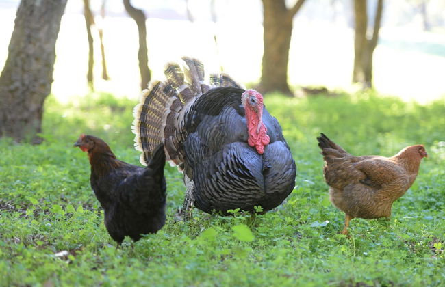 Quinta Pedagógica da Samoqueirinha Duna Parque Resorts & Hotels - Foto 36