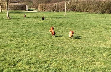 Pear Lodge - Somerset Holiday Homes - Foto 21