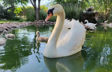 Refugio madera estilo árabe con estatuas, estanques y un pequeño zoo - Foto 39