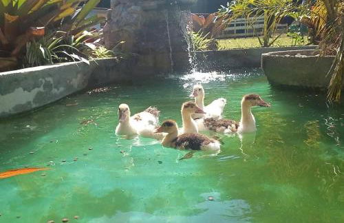 Hotel Fazenda Rancho Mineiro - Foto 47