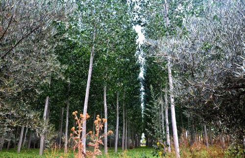 Cueva El Cortijo Gachas - Photo 88