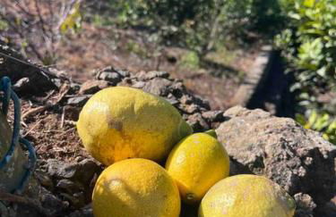 Lucky Lemons - Boutique Houses Madeira (Studio) - Photo 10