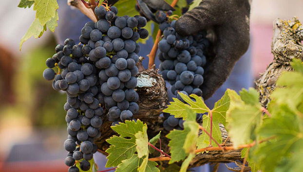 Viñas Marqués de Cáceres, en La Rioja