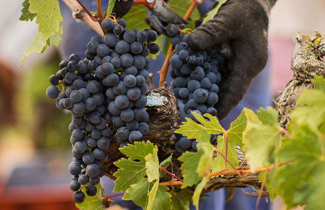 Visita a las bodegas Marqués de Cáceres - Foto 2