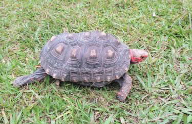 Hotel Fazenda Bonanza - Foto 65