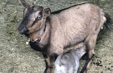 Sangrato 1883 - Foto 15