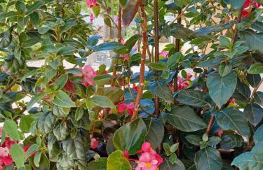 Apartman Mi - Foto 10