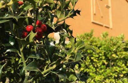 El cerro de cabañeros - Foto 11