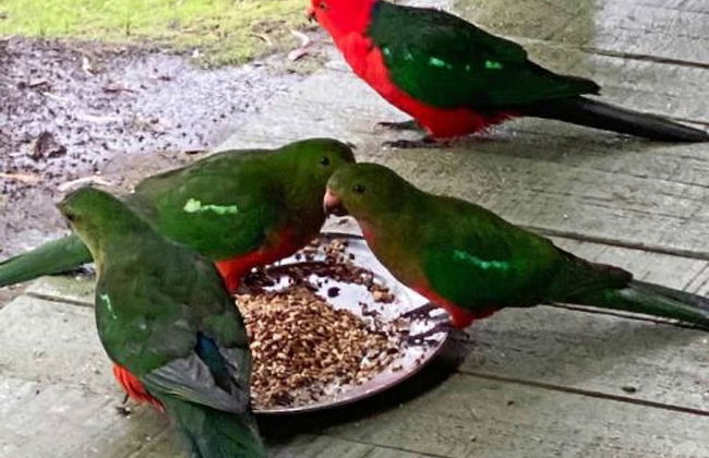 Groovy Log House Lorne Ocean View Log House Pet Friendly Freshly Renovated - Photo 26