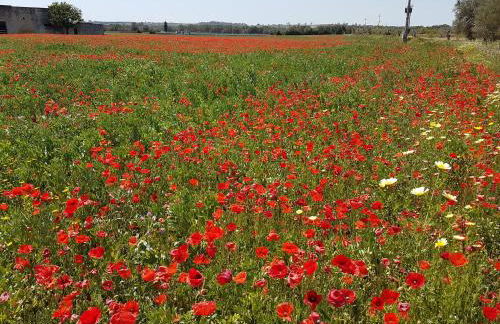 Nel Cuore Del Salento Dimora Tipica - Foto 33