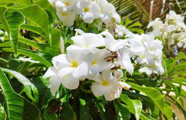 Bangalô Panorâmica - Foto 32