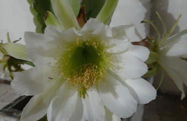 Suítes flor de Mandacaru - Foto 25