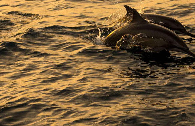 Avvistamento di delfini a Dhiffushi - Foto 3