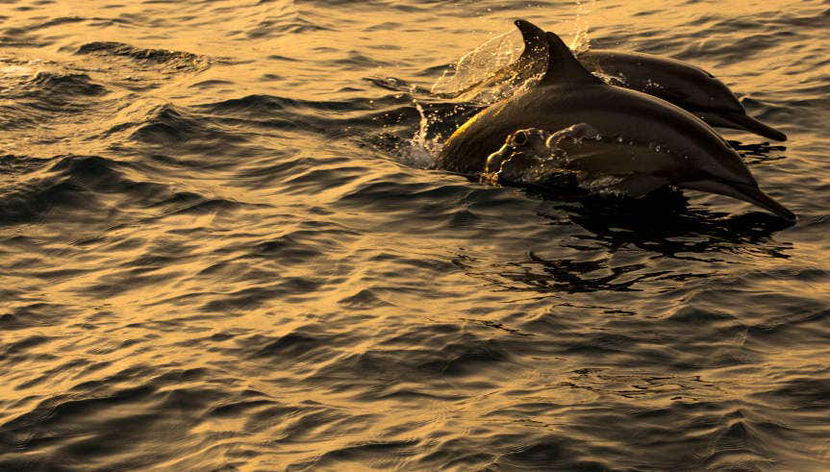 Observation de dauphins à Dhiffushi