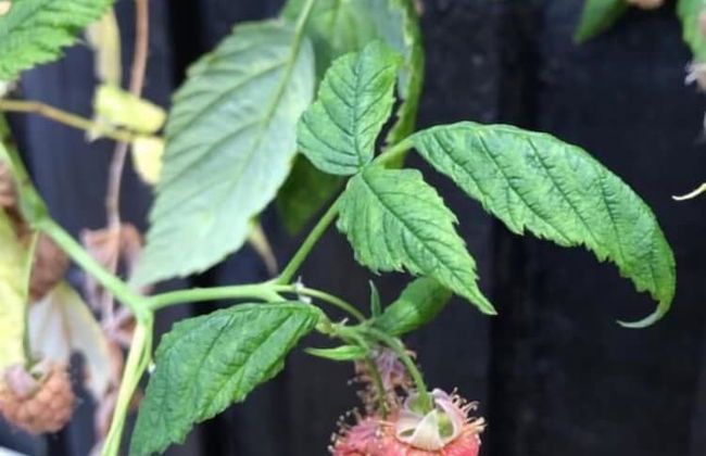 Grund Cabin - Foto 10