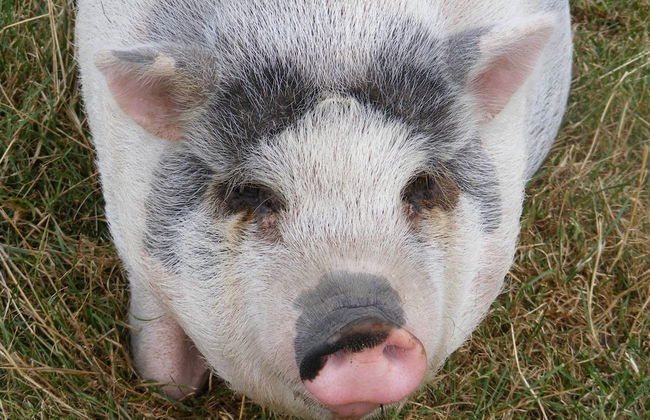 Cozy Villa in Wieringer Style near Wadden Sea - Foto 29