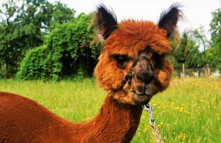 Urlaub mit Alpakas - Foto 32