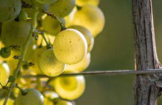 Alloggio Agrituristico Albafiorita - Foto 45