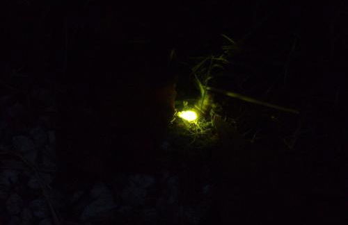 Wooden chalet, for 4 people air-conditioned - Photo 21