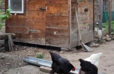 Omas Linde - Foto 21