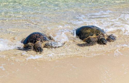 Aloha Beach Retreat, Ocean Front With AC - Foto 36