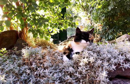 Knusthof - Wohnung 4 - Foto 10