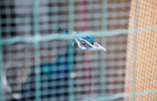 Agriturismo Il Borgo - Foto 39