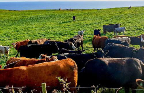 Kirklauchline Cottage - Photo 6