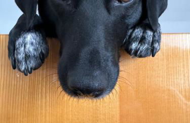 Ellis-Ferienwohnung-Erzgebirge - Foto 4