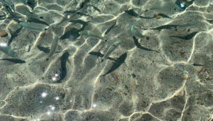 Luminoso Appartamento con Terrazza......C.U......Q2483 - Foto 3