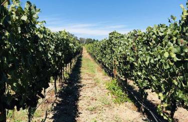 Green Valley, Sonoma County Vacation Rental at a Working Winery - Foto 19