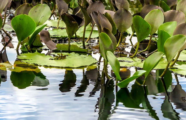 Excursión al Pantanal de Marimbus y al río Roncador - Foto 1