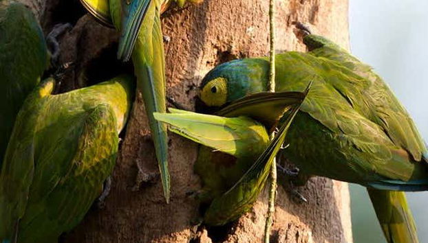 Tambopata National Reserve 5 Day Tour - Foto 5