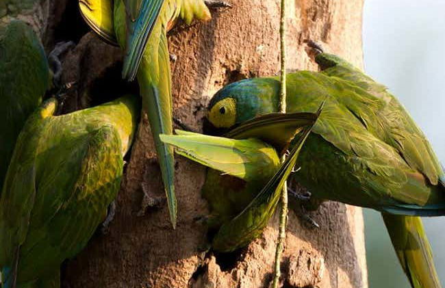 Tambopata National Reserve 5 Day Tour - Foto 5