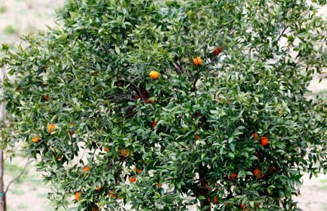 B&B Case Giannone - Photo 32