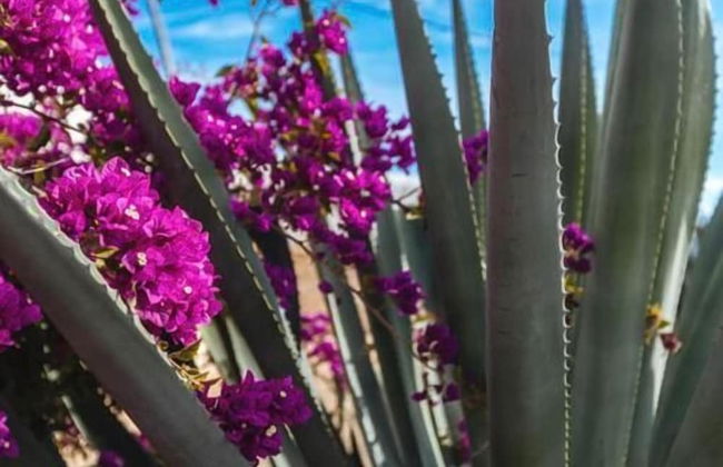Room in Guest Room - Room in Villa L'air De La Mer - Foto 16