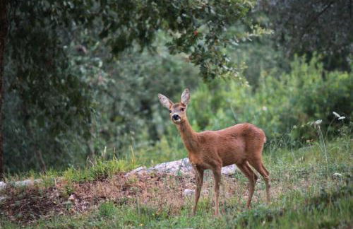 Poggio Diavolino - Suvereto - Foto 12