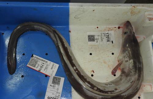 La maison rouge - Foto 46