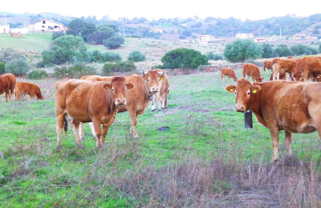 Comino Alto Agriturismo e Appartamenti - Photo 53