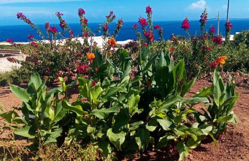 Dammuso Pantelleria - Fiori D'Ossidiana - Foto 33