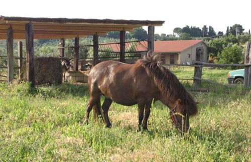 Agriturismo Il Poggio - Foto 28