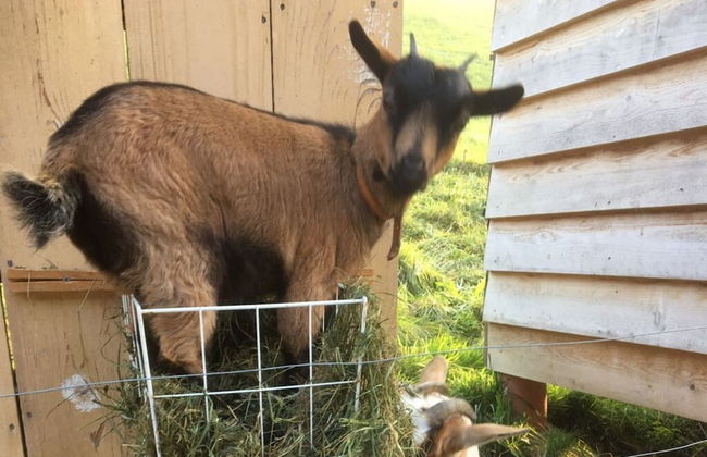 Farm in the Agerital - Foto 29