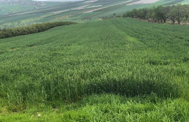 Zimmer BaSadot - Foto 30