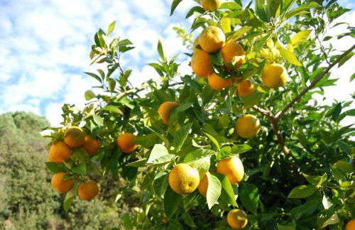 Francesca Apartment - Foto 18