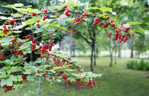 Plitvice Retreat Apartments - Foto 93