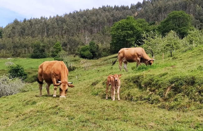 La Casona De Tresgrandas - Foto 60