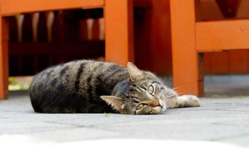 Gästehaus Kirchenbauerhof - Foto 37