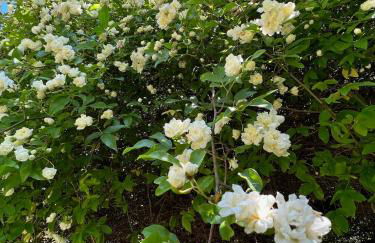 Villa Elena Tuscany - Pool & Garden Arezzo - IHH - Foto 46